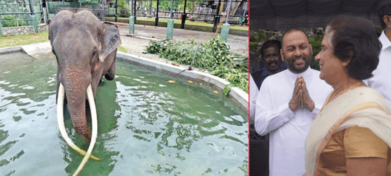 චන්ද්‍රිකාට තෑගි දුන් ඇතා කන්දේ විහාරයේදී හිංසනයට : තායිලන්ත තානාපති තදින් සිටී !