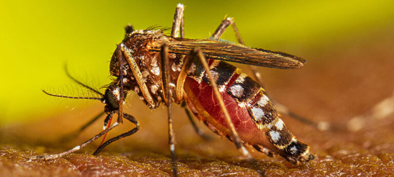 කොට්ඨාස 21 ක් ඩෙංගු අධිඅවදානමේ