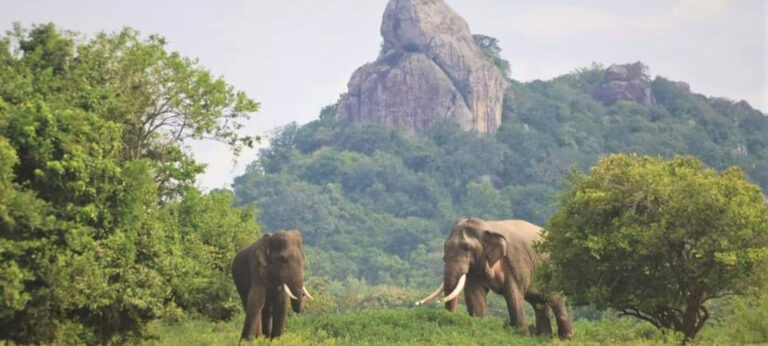 නාකොළගනේ වනාන්තර ඉඩම් ජාවාරම : අලි – මිනිස් ගැටුම හා ජල අර්බුද උග්‍ර වී මී ඔය ව්‍යාපාරයේ ගොවීහු අවතැන් වෙති !