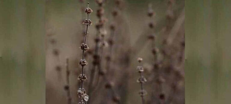 අපි අපේ හිත් බැන්ද, කෙළි කවට කම් අතර