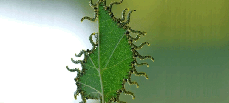 නොරටුන්ට ණය වෙලා, කොතෙක් කල් උන්නා ද