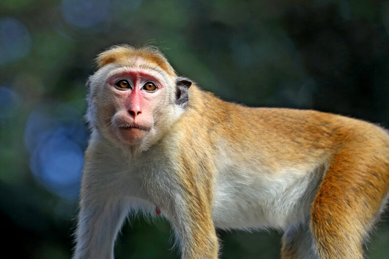 ලංකාවේ රිලවුන් ෆ්ලොරිඩා පර්යේෂණාගාරවලට – සැපයුම්කරු චීනය ? : චීනයේ මහාචාර්යවරයෙක් මාව හමුවුණා – ඇමති අමරවීර   