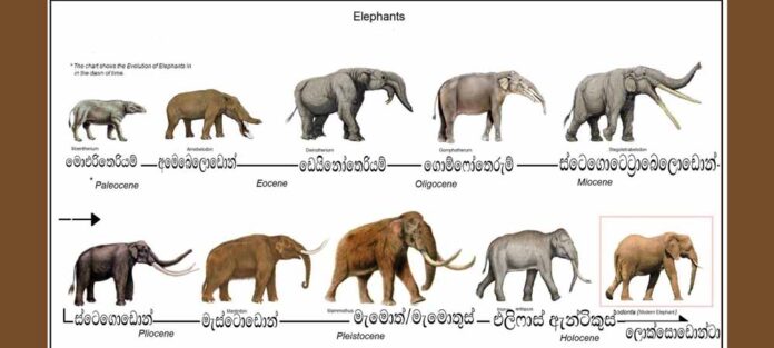 elephpant