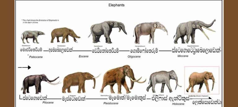 මේ දැවැන්තයා තමන්ට හිමි කැලයේ සැරිසරනව දකින අවසන් පරම්පරාව අපි වෙන්න ඇති