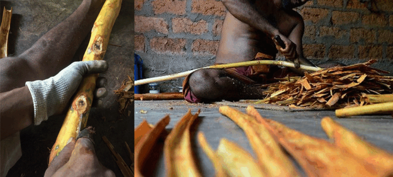 අපේ කුරුඳු – හෙට දවස