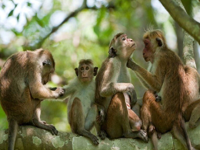 ආණ්ඩුවේ රිලව් සැලැස්ම අකුලයි : අභියාචනාධිකරණයත් පෙත්සම විභාගයට අවසර දෙයි !