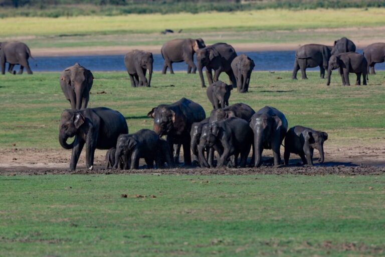 ලංකාවේ දිනපතා අලි මරණයක් : මුල් මාස 4ට මරණ 151ක් : නීති තියෙනවා – විසඳුම් නෑ !