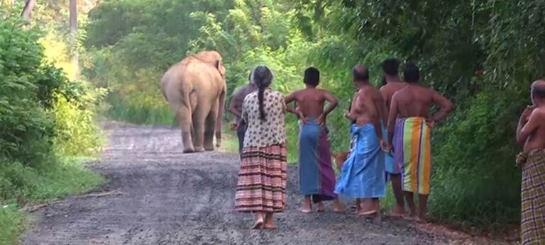 ජාතික භෞතික සැලසුමෙන් හා ණය කොන්දේසි මත වර්ධනය කළ අලි – මිනිස් ගැටුම !