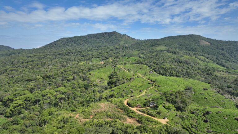 තෙත් කලාපය තුළ තේ වගාවෙන් හරිත කාන්තාර බිහිකිරීම වහා නතර කළ යුතුය !