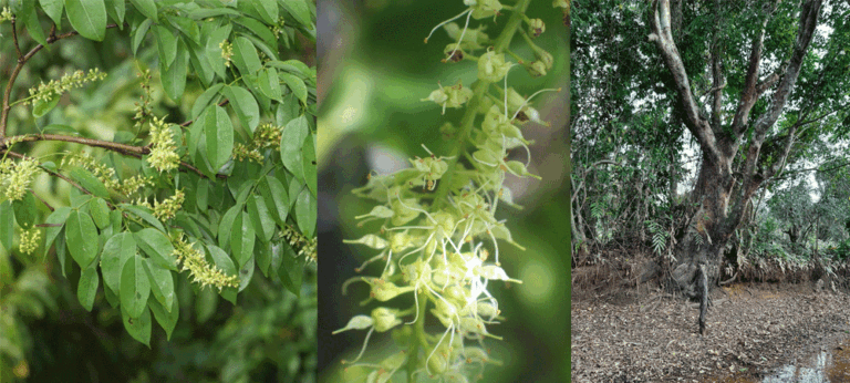 පඬු කරඳ ශාකය විනාශ කළේ මාර්ග සංවර්ධන අධිකාරියේ සහ ප්‍රවාහන හා මහා මාර්ග අමාත්‍යංශයේ නිලධාරීන්