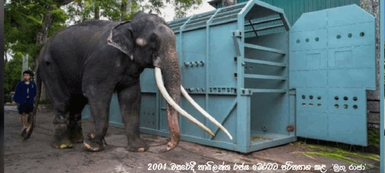 අලි ඇතුන්ට කෲර ලෙස සැලකීම අපරාධමය වරදක් : වගකිවයුත්තන් නිදහසේ සිටින්නේ කෙසේද ?