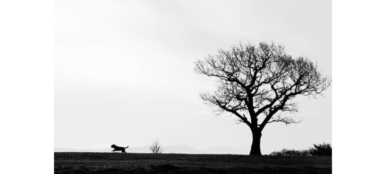 ඡායාරූපය තුළ ඇති සාහිත්‍යය !