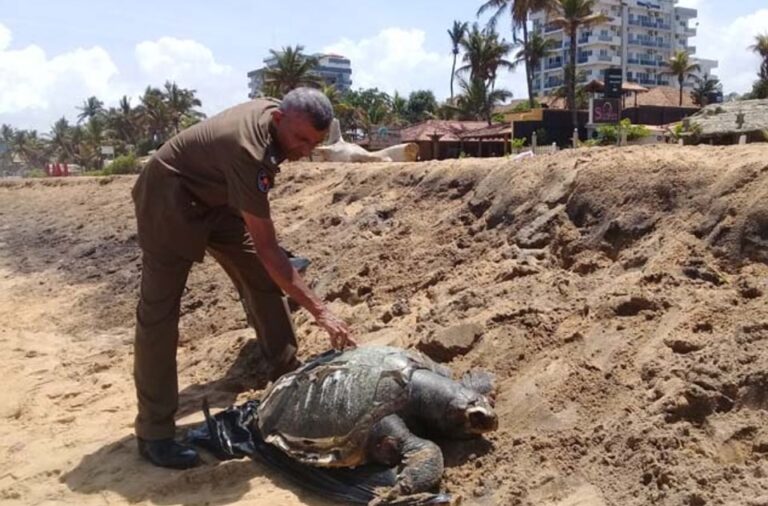 බටහිර වෙරළ තීරයේ කැස්බෑ මළසිරුරු : කොළඹ කොටුව මහේස්ත්‍රාත්ගෙන් නියෝගයක් !