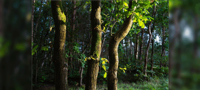 සදාකාලික ප්‍රත්‍යස්ථභාවයේ හඬවල් හෙවත් Bidston Hill හිදී ජීවිතයේ සංධ්වනිය ග්‍රහණය කර ගැනීම