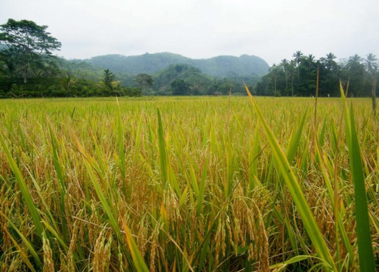 සහල් හිඟයක් එයි ද ? : නෑ – ඇමති : ආණ්ඩුවට ගැලවෙන්න බෑ – ගොවීන් : කාබනික ව්‍යාපෘතියේ බලපෑම වැඩියි – බතලගොඩ අධ්‍යක්ෂ