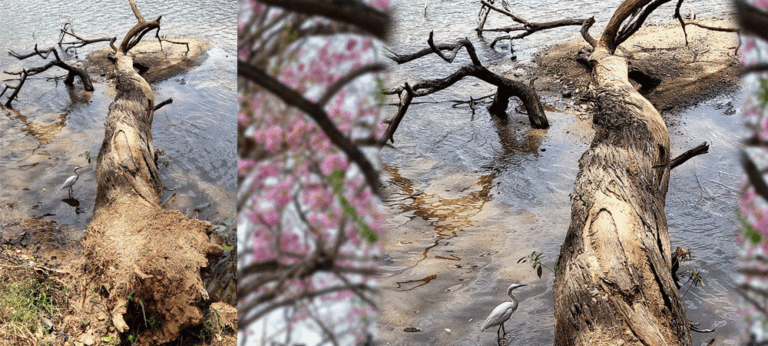 රොබරෝසියා ගස ඇදවැටීමේ විත්තිවාචකය