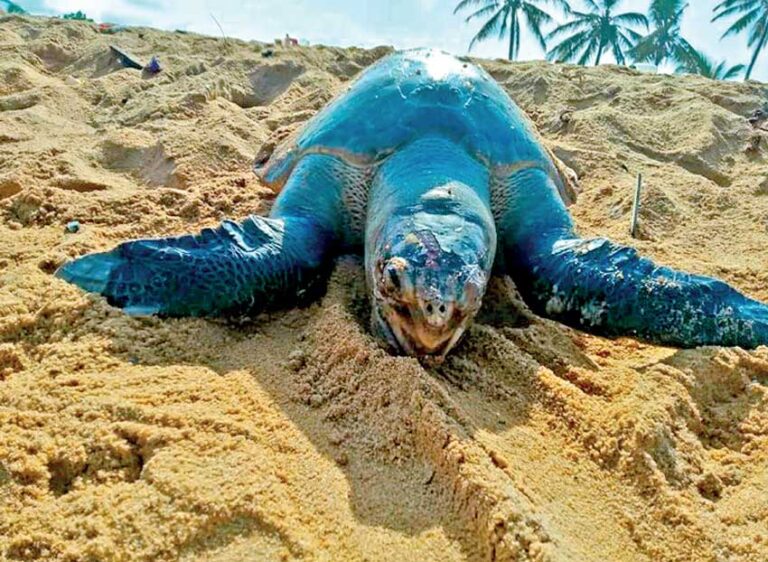 කැස්බෑවුන් 25ක් මියගියේ මුහුදේ සිදු කළ පිපිරීමකින් : වනජීවිය අධිකරණයට දැනුම් දෙයි !