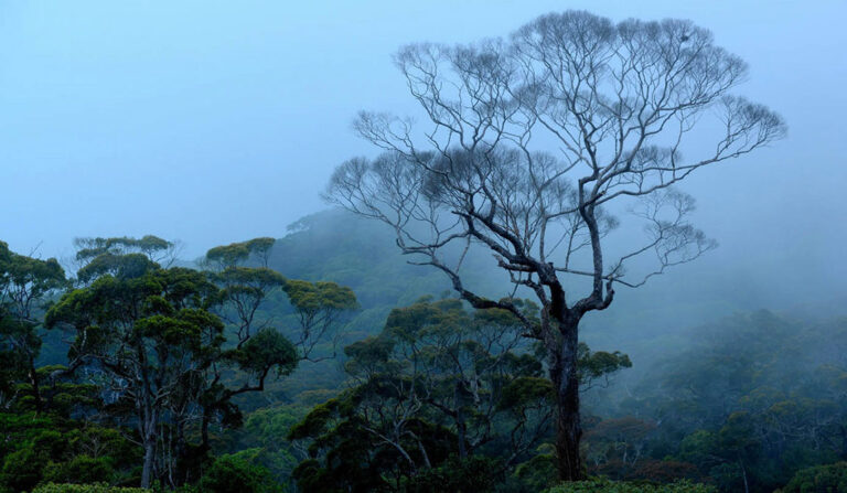 අධිකරණයට අපහාස කරමින් රක්ෂිත භූමි අක්කර ලක්ෂ 3ක් පෞද්ගලික අයිතියට පැවරීම : වගකිවයුත්තන් කරන්නේ කාගේ කොන්ත්‍රාත් එකක් ද ?