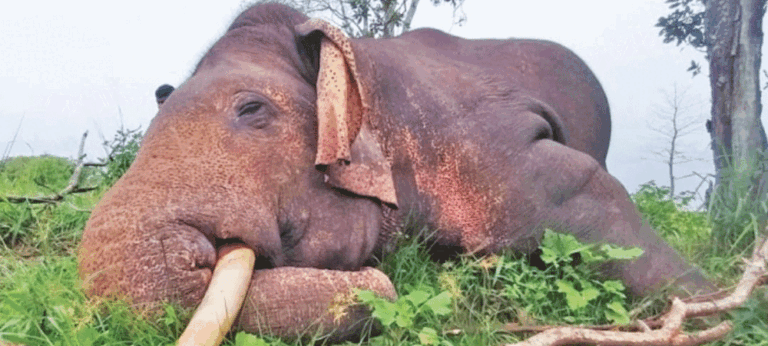 ආණ්ඩුවක් ඕනෑ කර තිබේ !