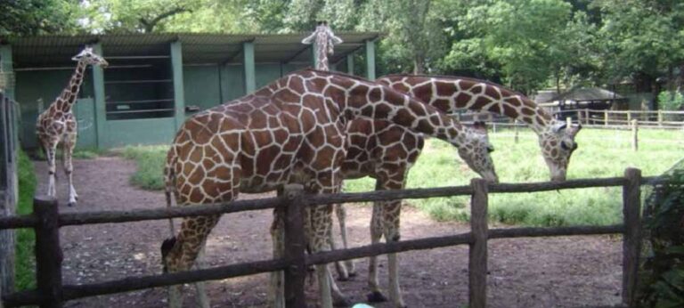 සුදුසුකම් නැති පශු වෛද්‍යවරුන් සේවයේ : ජිරාෆ්ගේ මරණයෙන් දෙහිවල තවත් අපකීර්තියට !