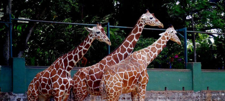 ඖෂධ අධිමාත්‍රාවක් ලබාදීම නිසා සත්තු වත්තේ ජිරාෆ්ලා 2න් එක් සතෙකු මිය යයි !