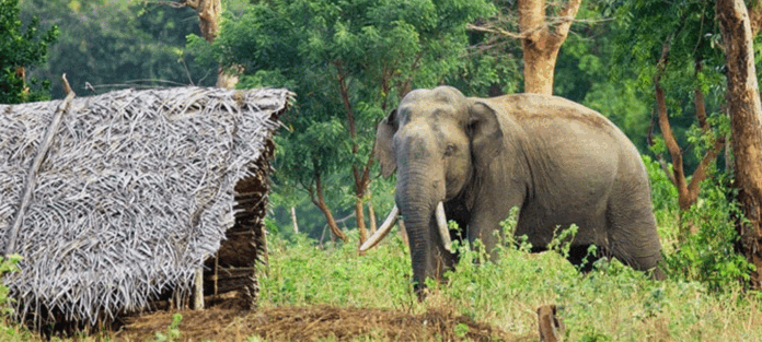 Elephant-fence