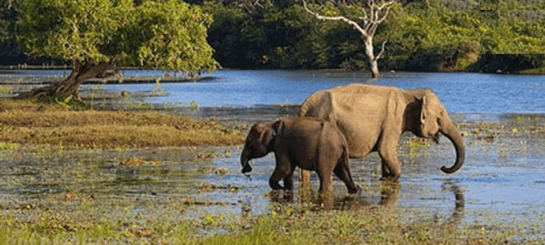 වනජීවී කලාපවල වැව් – අමුණු පෞද්ගලීකරණය කිරීමේ සැලසුමක් ! – සොබාදහම් අධ්‍යයන මධ්‍යස්ථානය