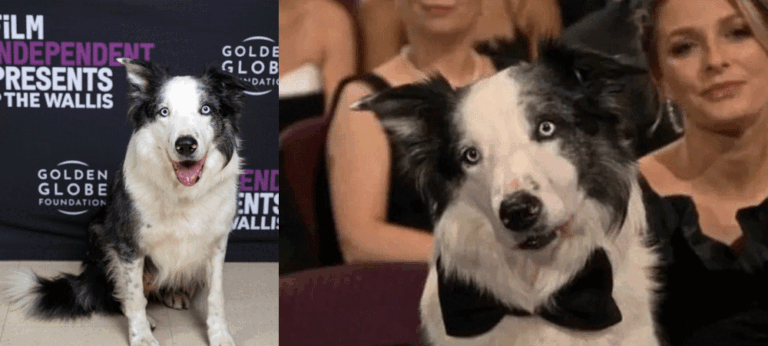 2024 ඇකඩමි සම්මාන උළෙලට පැමිණි සුවිශේෂී අමුත්තා කවුරුන්ද?