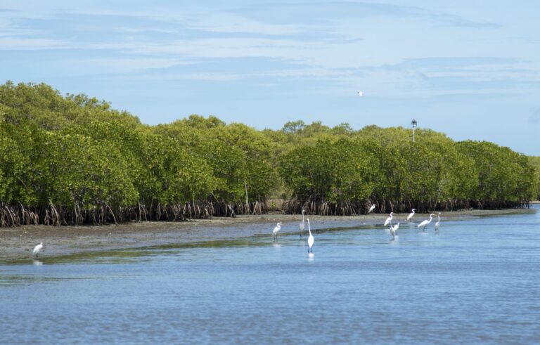 වෙඩිතලතිව් රක්ෂිතය විනාශ කරන පවිත්‍රාගේ ගැසට් පත්‍රයට ශ්‍රේෂ්ඨාධිකරණයෙන් තහනම් නියෝගයක් !