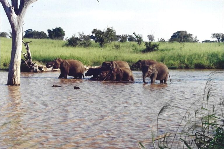 අවසන් හුස්ම හෙලීමට සැරසෙන උඩවලව !