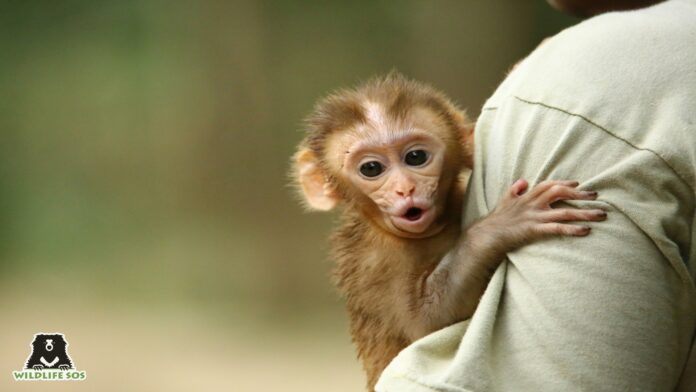 Monkey-Featured-1