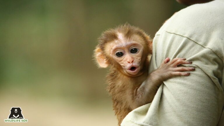 සතුන්ගෙන් සිදුවන වගා හානි වළක්වන්නේ කෙසේද? – පරිසර හා සොබාදහම් අධ්‍යයන මධ්‍යස්ථානයෙන් ඇමැති තුන්කට්ටුවකට යෝජනාවලියක් !