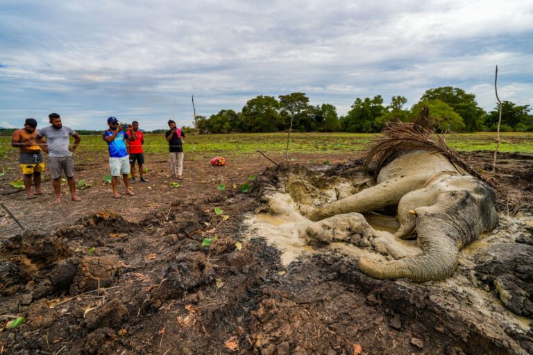 ජනාධිපතිවරයාගේ අලි-මිනිස් ගැටුම් කළමනාකරණ අයවැය යෝජනා යතාර්ථවාදී ද?