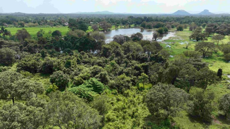 තුම්බිකුලම වන රක්ෂිතයේ ඉඩම් පලුගස්වැව ප්‍රාදේශීය ලේකම් සන් සියාම් සමාගමට බදු දීමට සැරසෙයි !