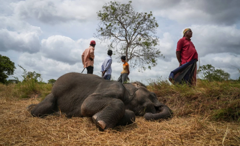 ශ්‍රී ලංකාවේ වන අලි ඝාතන සහ දශක දෙකක පිළියම්?