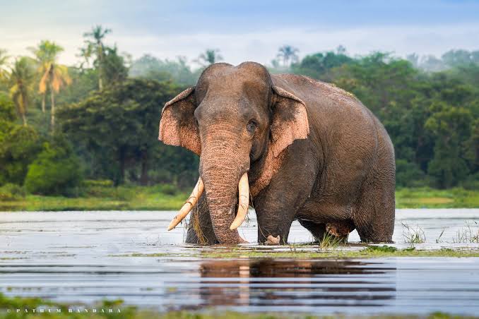 කාවන්තිස්සගේ පශ්චාත් මරණ පරීක්ෂණය !